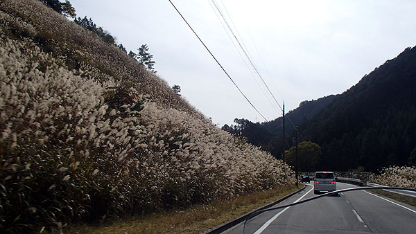ススキの景色が秋を感じさせます